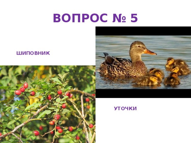 ВОПРОС № 5 ШИПОВНИК УТОЧКИ 