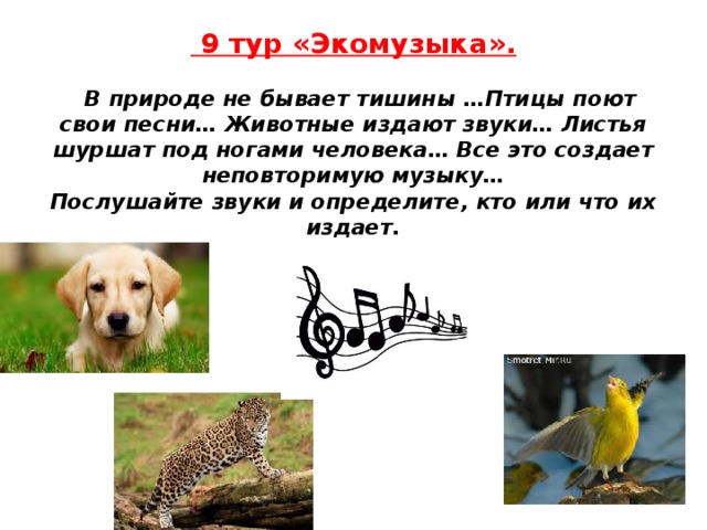  9 тур «Экомузыка».      В природе не бывает тишины …Птицы поют свои песни… Животные издают звуки… Листья шуршат под ногами человека… Все это создает неповторимую музыку…  Послушайте звуки и определите, кто или что их издает. 