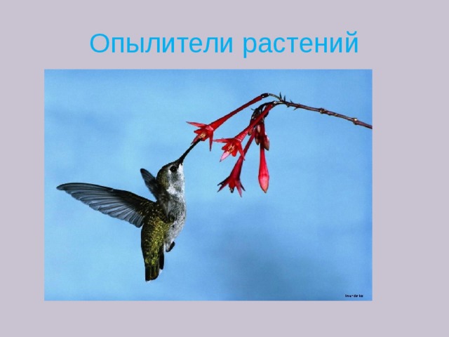 Опылители  растений 