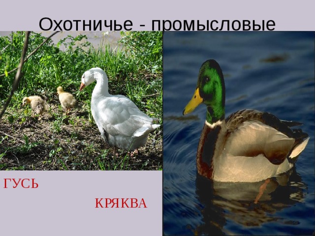 Охотничье - промысловые ГУСЬ  КРЯКВА 