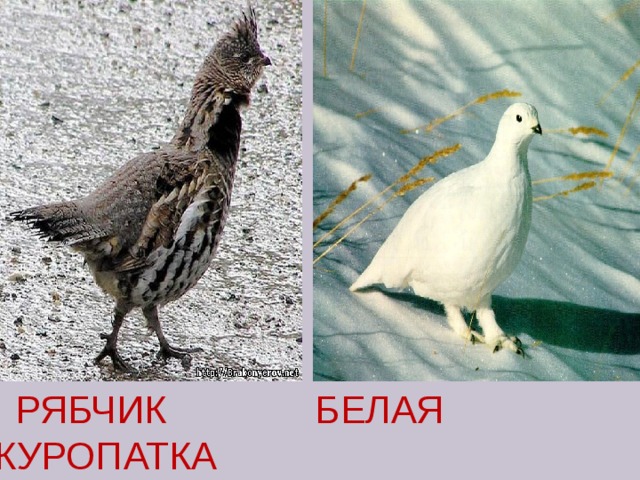  РЯБЧИК БЕЛАЯ КУРОПАТКА 