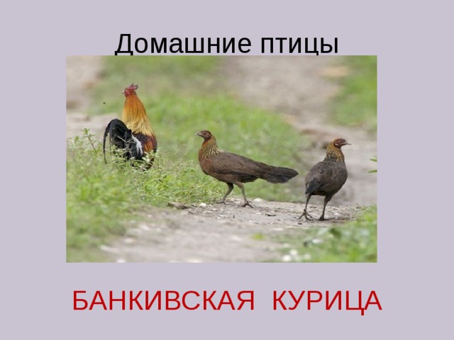 Домашние птицы БАНКИВСКАЯ КУРИЦА 