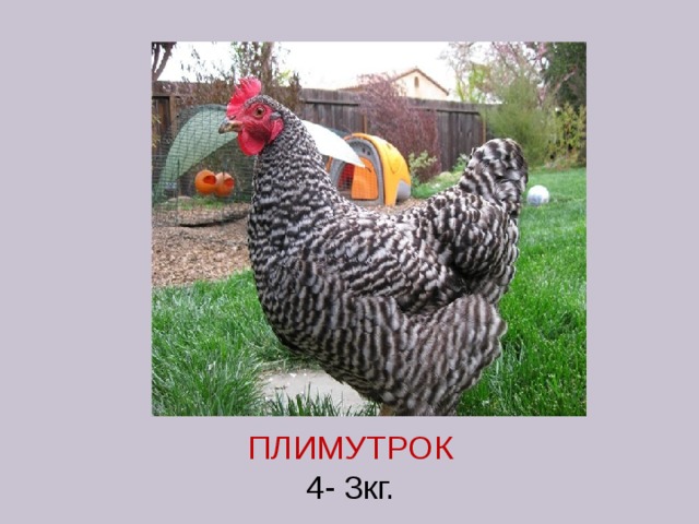ПЛИМУТРОК  4- 3кг. 