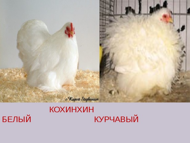  КОХИНХИН  БЕЛЫЙ КУРЧАВЫЙ   