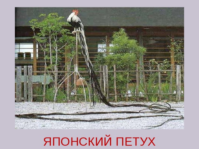 ЯПОНСКИЙ ПЕТУХ 