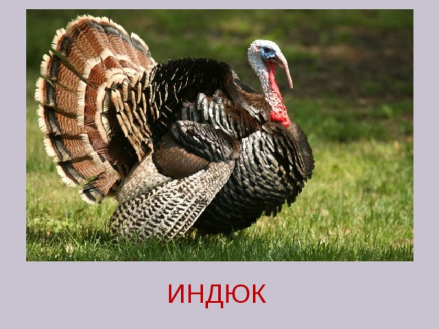 ИНДЮК 