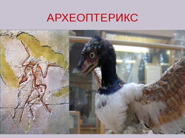 АРХЕОПТЕРИКС 