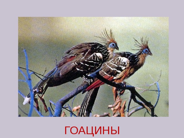 ГОАЦИНЫ 