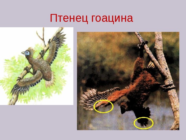 Птенец гоацина 