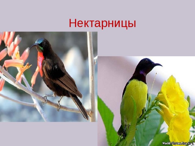 Нектарницы 