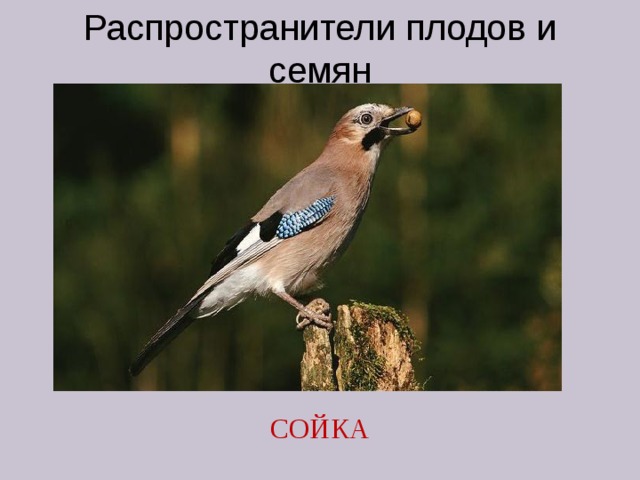 Распространители плодов и семян СОЙКА 