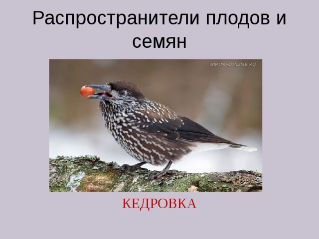Распространители плодов и семян КЕДРОВКА 