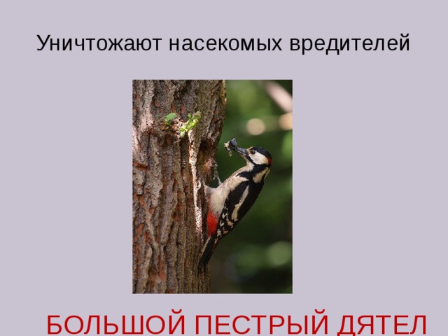Уничтожают насекомых вредителей БОЛЬШОЙ ПЕСТРЫЙ ДЯТЕЛ  