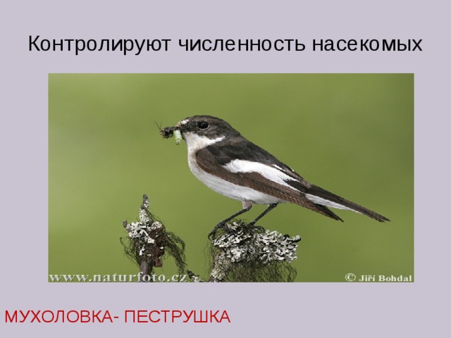 Контролируют численность насекомых МУХОЛОВКА- ПЕСТРУШКА 