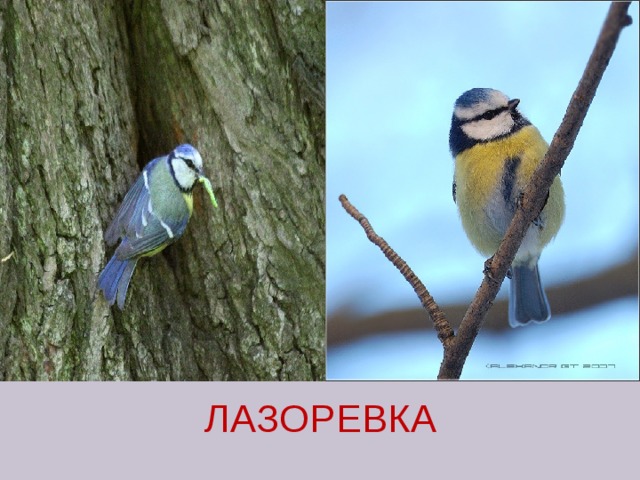 ЛАЗОРЕВКА 