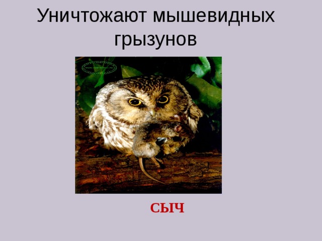 Уничтожают мышевидных грызунов СЫЧ 