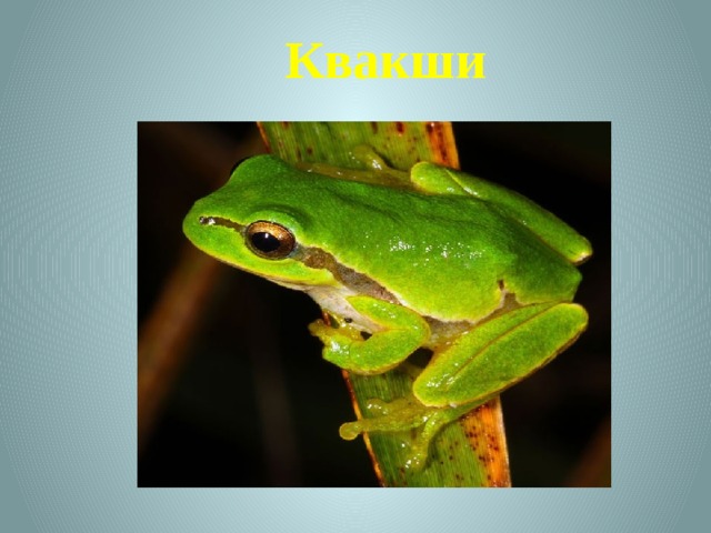 Квакши 
