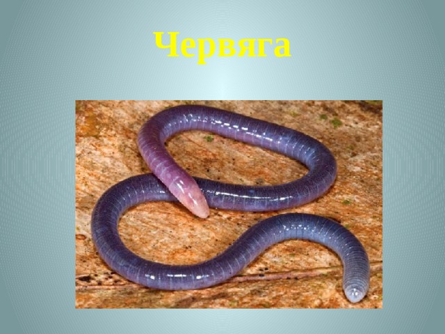 Червяга 
