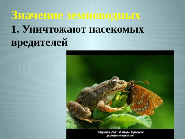 Значение земноводных  1. Уничтожают насекомых вредителей 