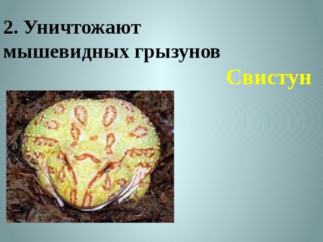2. Уничтожают  мышевидных грызунов    Свистун 