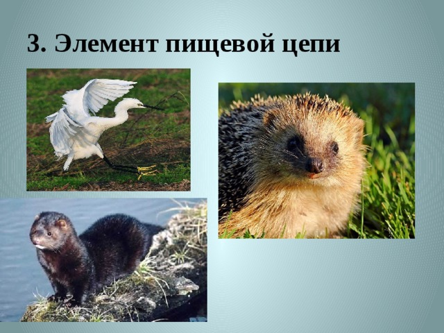 3. Элемент пищевой цепи 