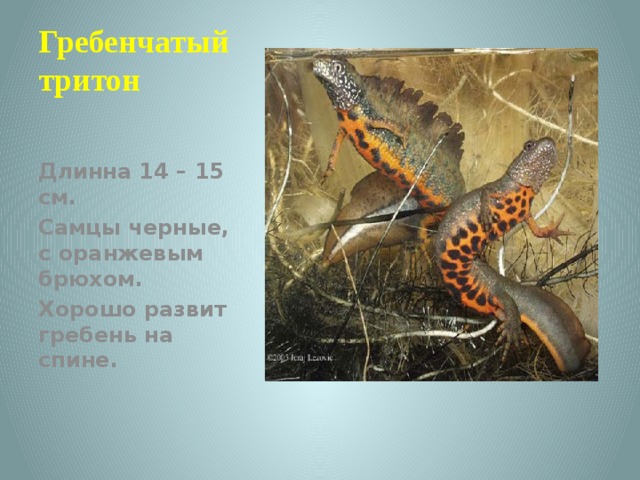 Гребенчатый тритон Длинна 14 – 15 см. Самцы черные, с оранжевым брюхом. Хорошо развит гребень на спине. 