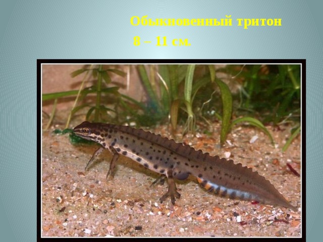 Обыкновенный тритон  8 – 11 см. 