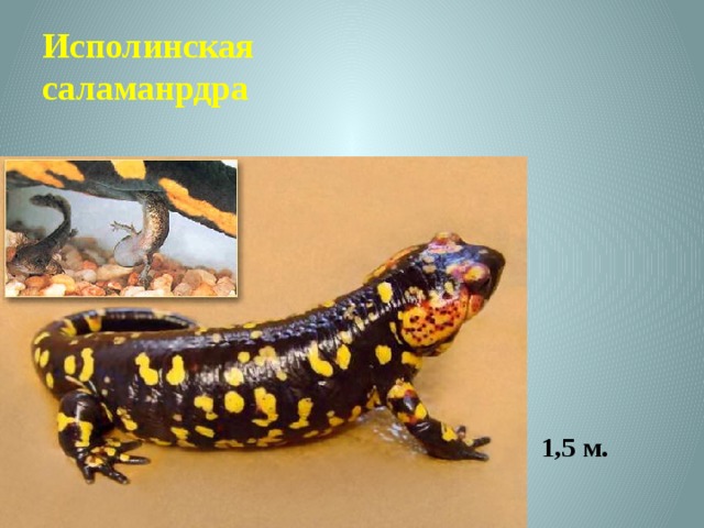            1.5м.   1,5 м. Исполинская саламанрдра  