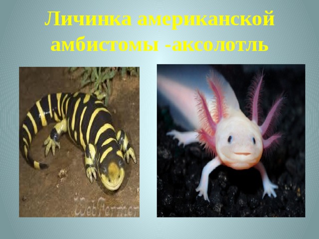 Личинка американской амбистомы -аксолотль 
