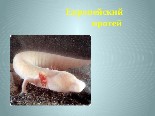 Европейский протей 
