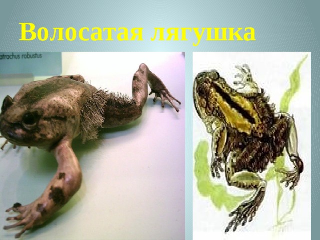 Волосатая лягушка 