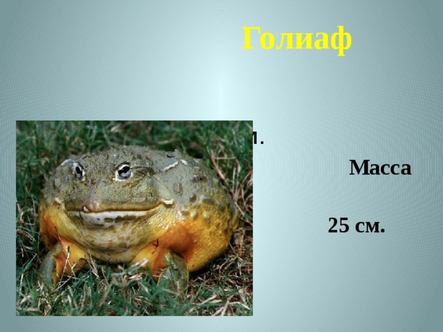 Голиаф 25 см.  Масса 3кг  25 см. 