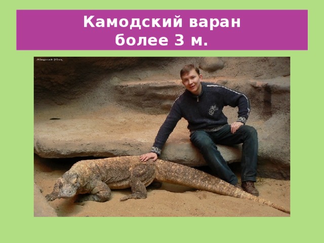 Камодский варан  более 3 м. 