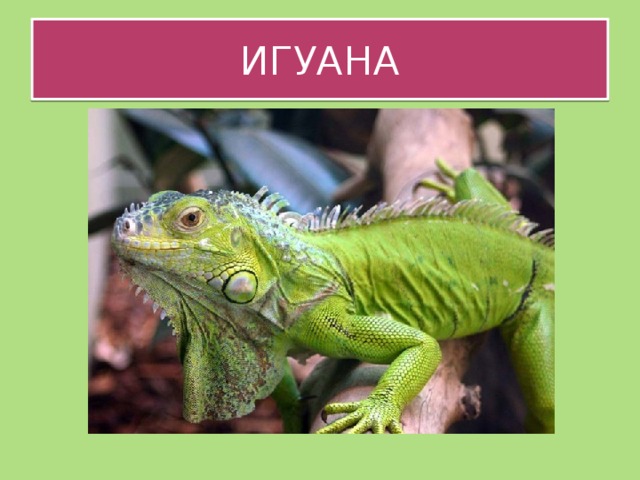 ИГУАНА 