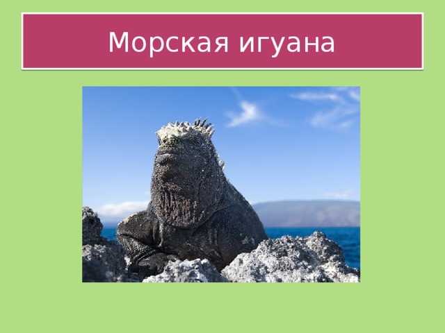 Морская игуана 