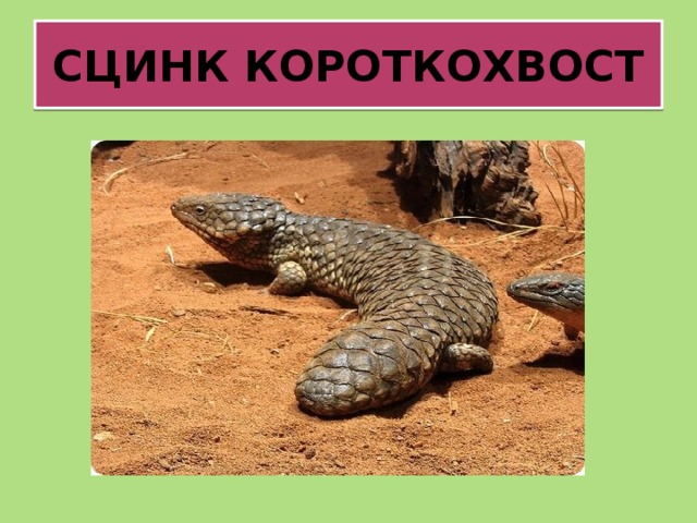 СЦИНК КОРОТКОХВОСТ 