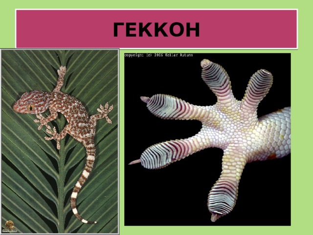 ГЕККОН  