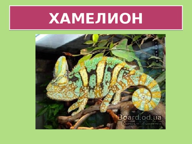ХАМЕЛИОН 