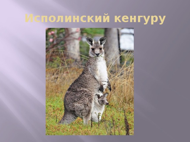 Исполинский кенгуру 