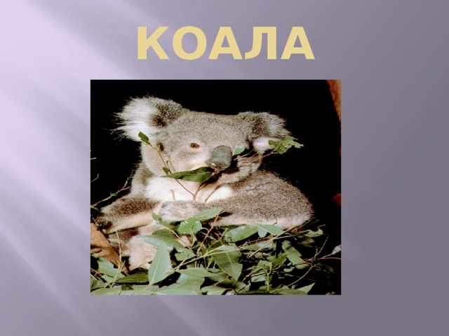 КОАЛА 