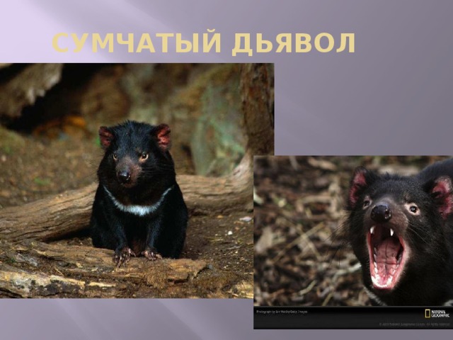 СУМЧАТЫЙ ДЬЯВОЛ 
