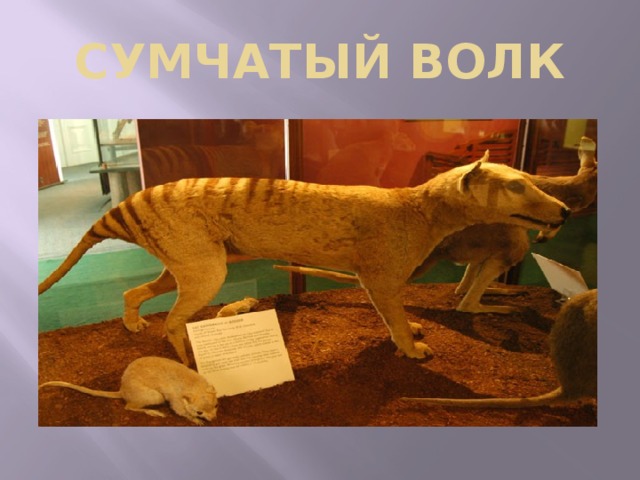 СУМЧАТЫЙ ВОЛК 