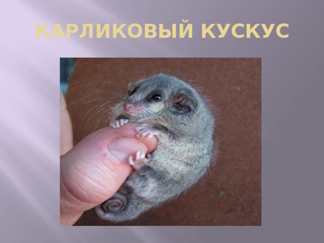 КАРЛИКОВЫЙ КУСКУС 