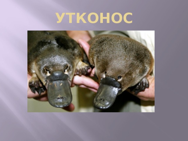 УТКОНОС 