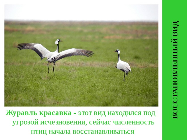 ВОССТАНОВЛЕННЫЙ ВИД Журавль красавка - этот вид находился под угрозой исчезновения, сейчас численность птиц начала восстанавливаться 