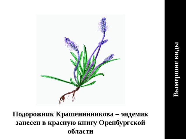 Вымершие виды Подорожник Крашенинникова – эндемик занесен в красную книгу Оренбургской области 