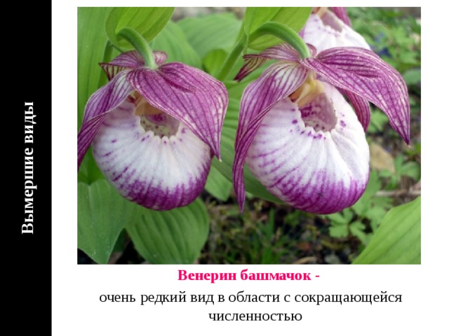 Вымершие виды Венерин башмачок - очень редкий вид в области с сокращающейся численностью 