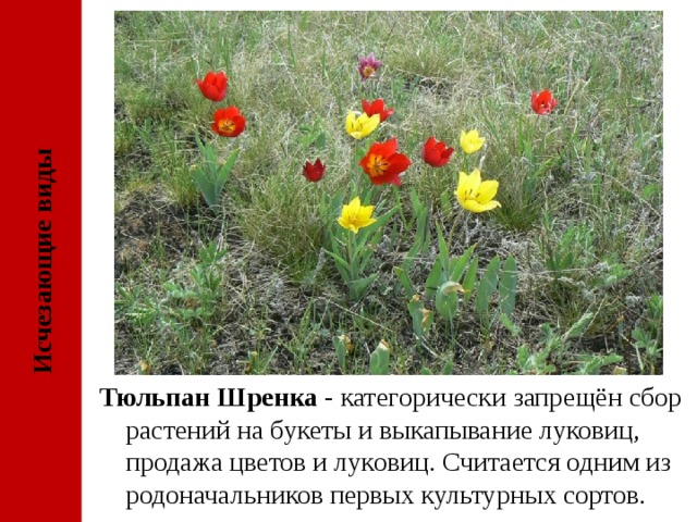 Исчезающие виды Тюльпан Шренка - категорически запрещён сбор растений на букеты и выкапывание луковиц, продажа цветов и луковиц. Считается одним из родоначальников первых культурных сортов. 