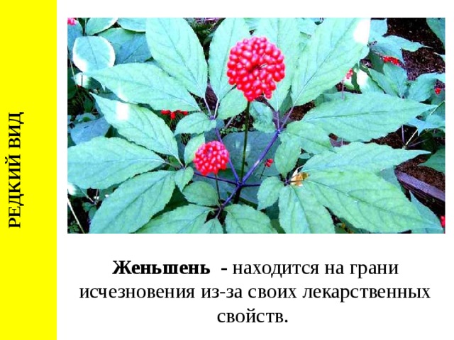 РЕДКИЙ ВИД Женьшень - находится на грани исчезновения из-за своих лекарственных свойств. 