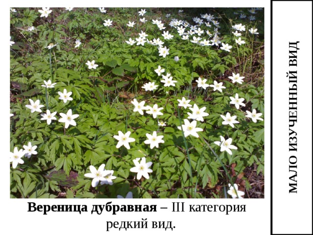МАЛО ИЗУЧЕННЫЙ ВИД Вереница дубравная – III категория редкий вид. 